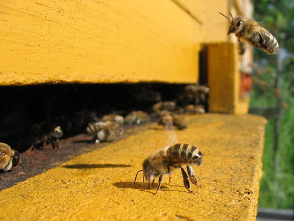 В России зафиксирована массовая гибель пчёл.
