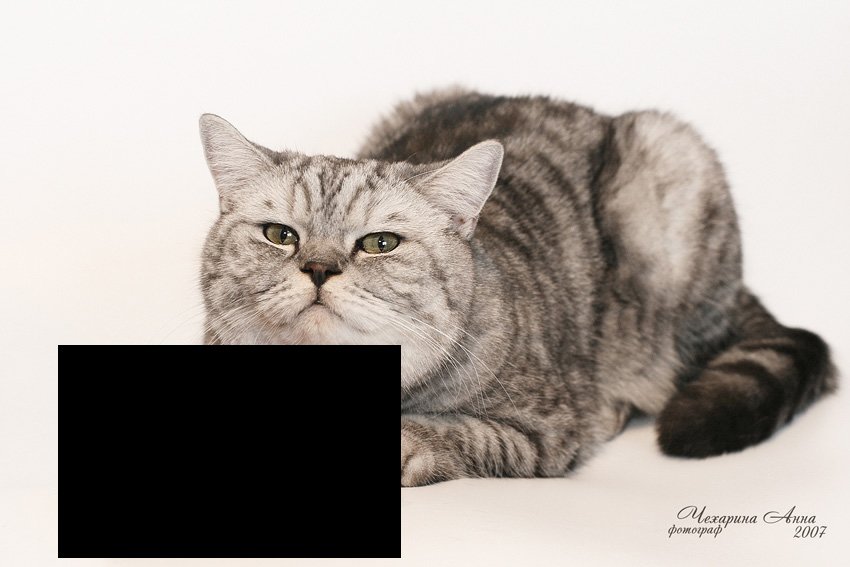 Что на картинке.