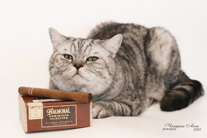 Кот с сигарами.