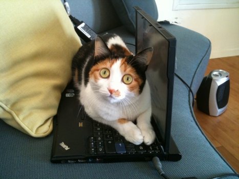 Кот с ноутбуком.